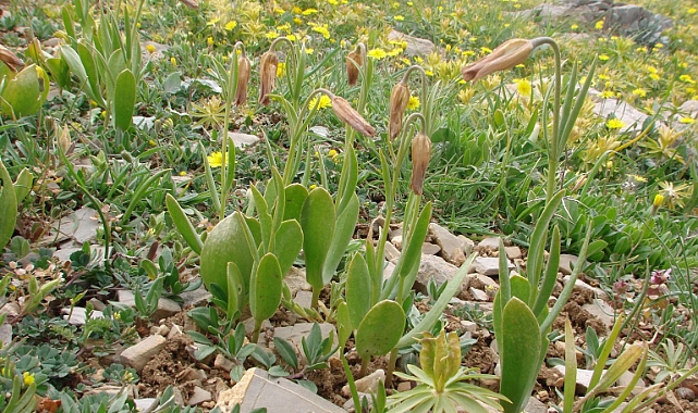 Anamur’da yeni bir aksi lale çeşidi keşfedildi