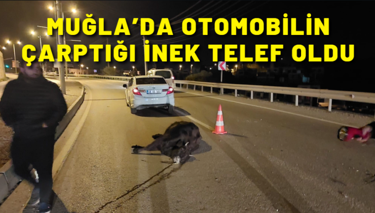 Muğla’da otomobilin çarptığı inek telef oldu