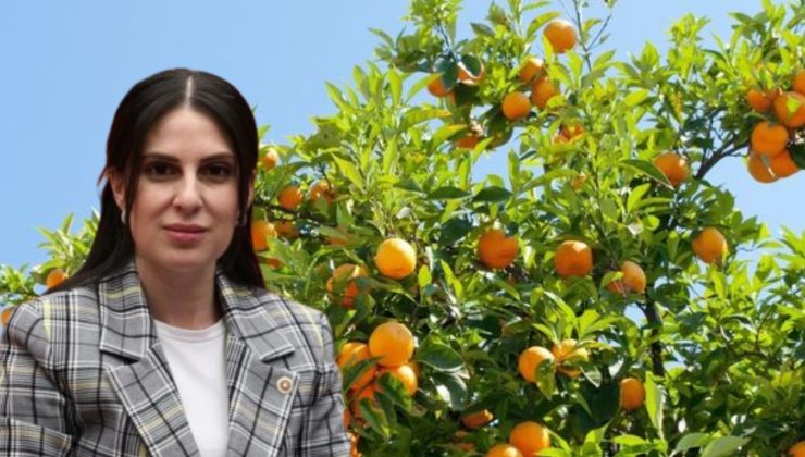 Özcan, narenciye üreticilerinin sorunlarını Meclis’e taşıdı
