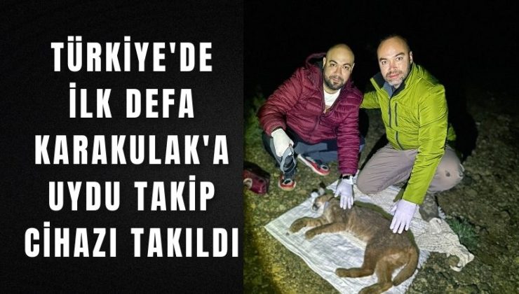 Türkiye’de ilk defa Karakulak’a uydu takip cihazı takıldı