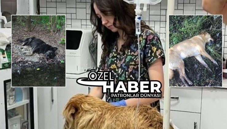 Köyceğiz’de 5 köpeğin içerisine zehir karıştırılan etle öldürüldüğü ortaya çıktı