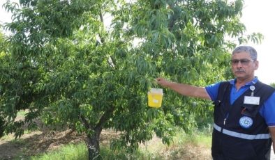 Muğla’da Akdeniz Meyve sineği sorunu çözüldü