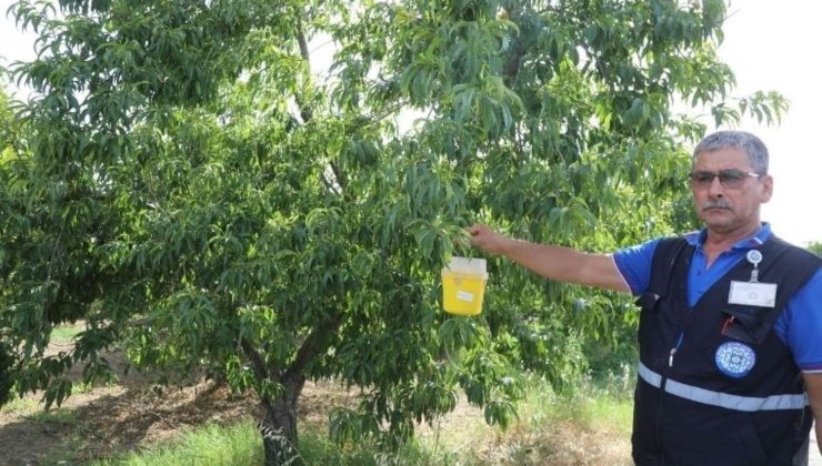 Muğla’da Akdeniz Meyve sineği sorunu çözüldü