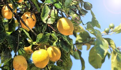 Limonun durdurulamaz yükselişi… Kilogramı 100 TL’ye kadar yükseldi