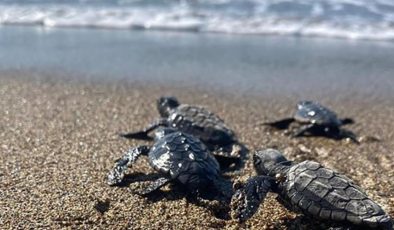 Türkiye’de bu yıl 14 bin 807 yavru deniz kaplumbağası denize ulaştı