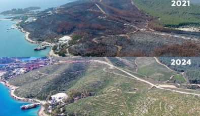 Yanan ormanlardan iyi haber var