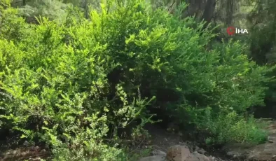Fethiye’de Ormanda Terk Edilmiş Bebek Bulundu