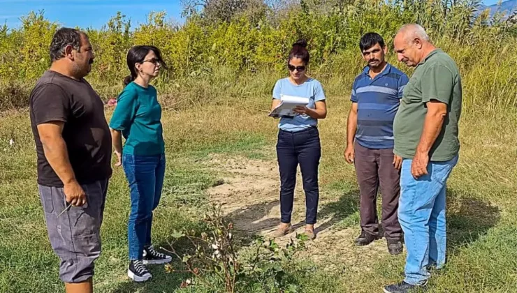 Ortaca’da Pamuk ve Pikan Cevizi Kontrolleri