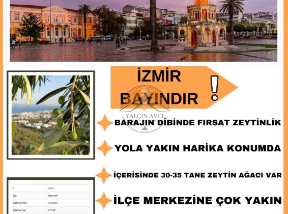 İzmir Bayındır’da Yatırımlık Müstakil Tapulu Zeytinlik – Doğayla İç İçe Yatırım Fırsatı