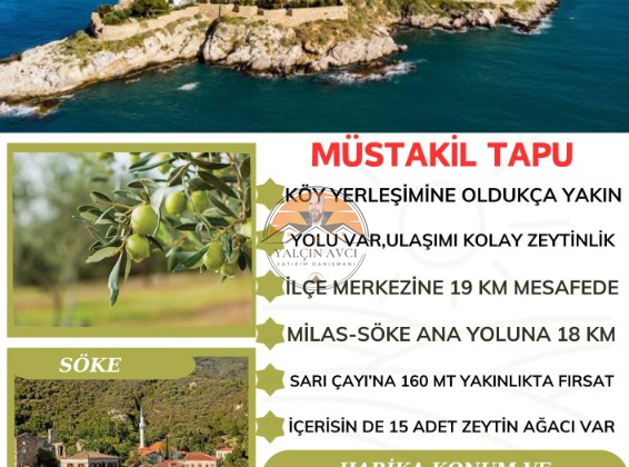 Aydın Söke Avcılar’da Yatırımlık Müstakil Tapulu Zeytinlik – Kaçırılmayacak Fırsat